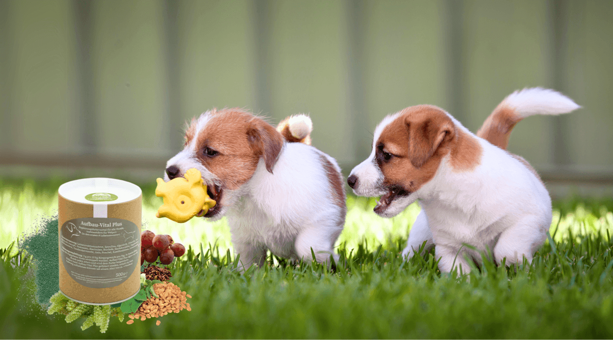Vitaminai šuniukams "Aufbau Vital Plus" Vitaminai šuniukams "Aufbau Vital Plus"